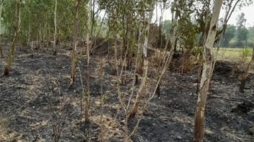 थाना शिवाला कला के ग्राम फीना में सार्वजनिक आर्य इंटर कॉलेज की वृक्षारोपण की भूमि में लगे पेड़ो में किसी अज्ञात व्यक्ति ने आग लगा दी